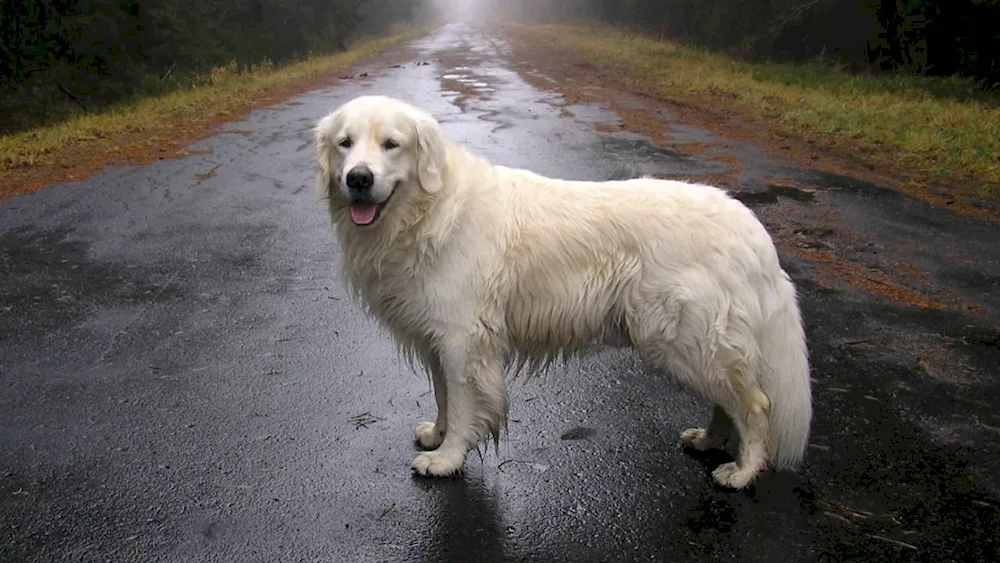 Labrador retriever longhair