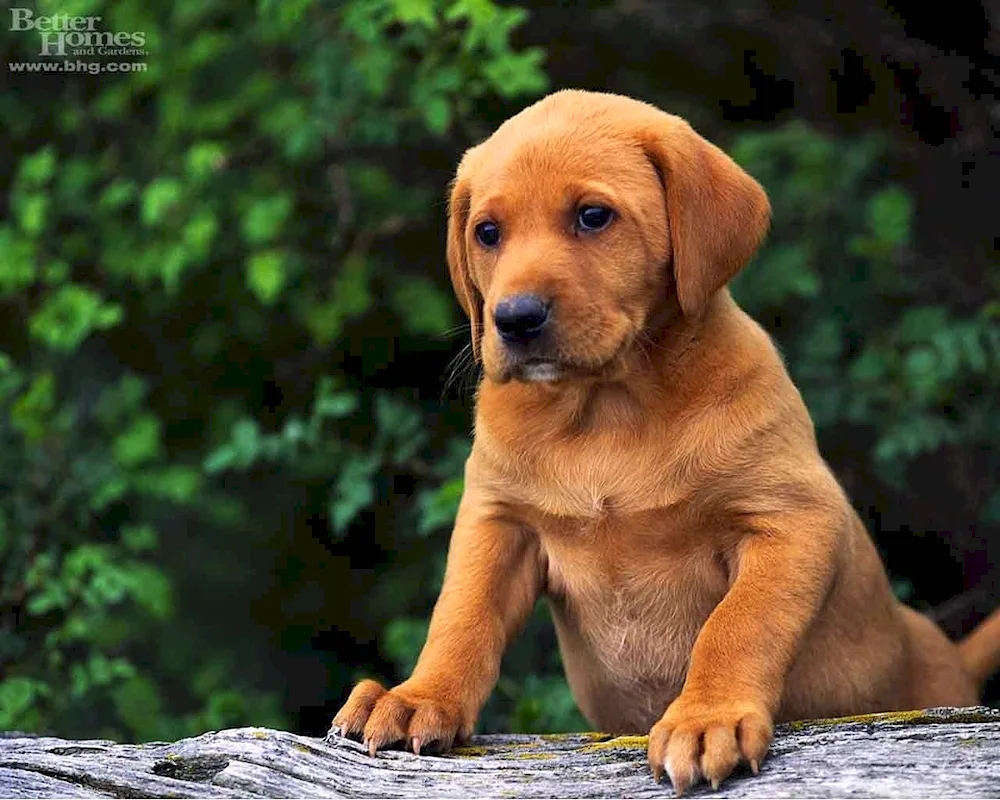 Labrador retriever Fox Red