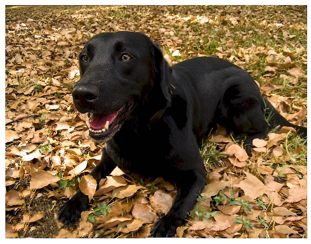 Labrador retriever smooth-haired