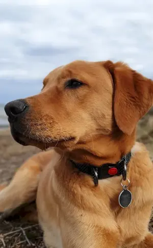 Labrador retriever smooth-haired