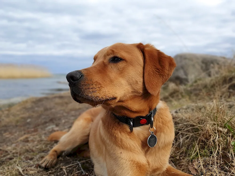 Labrador retriever smooth-haired