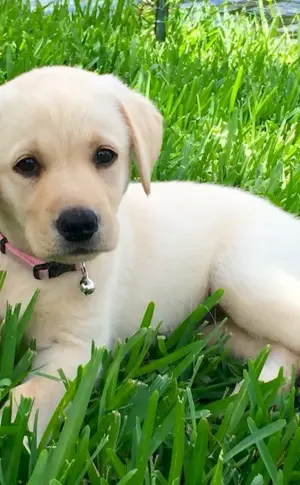 Labrador retriever dwarf