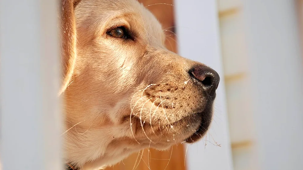 Retriever saluki