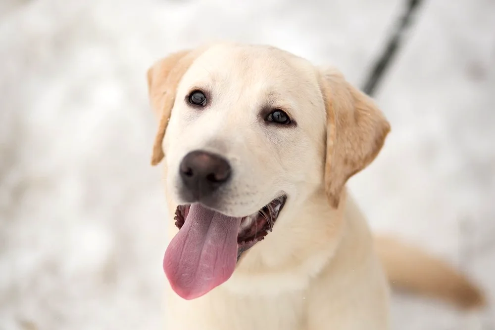 Labrador retriever pale