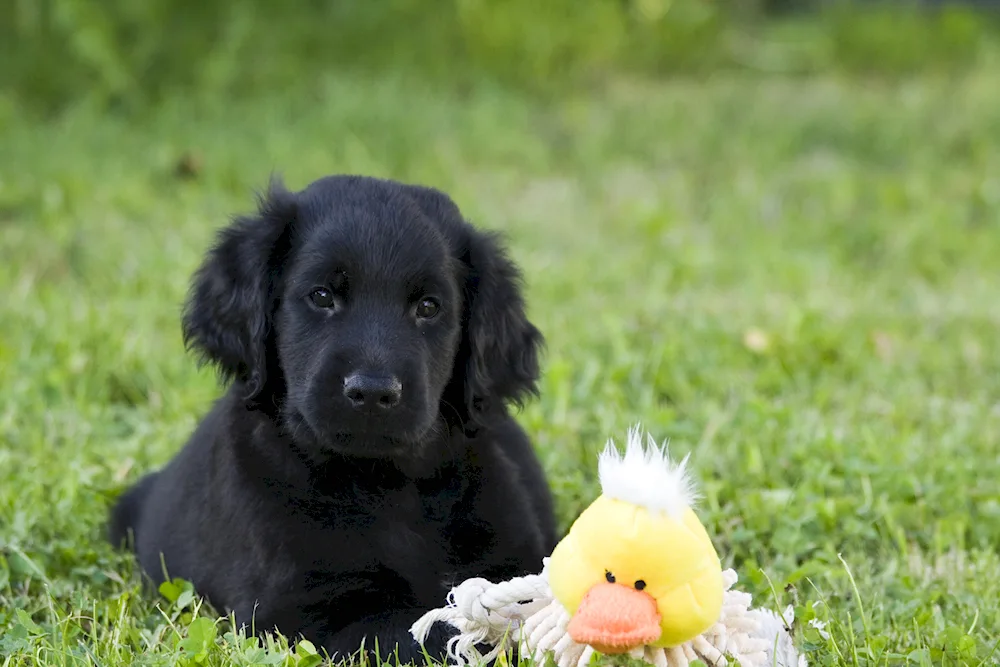 Labrador black