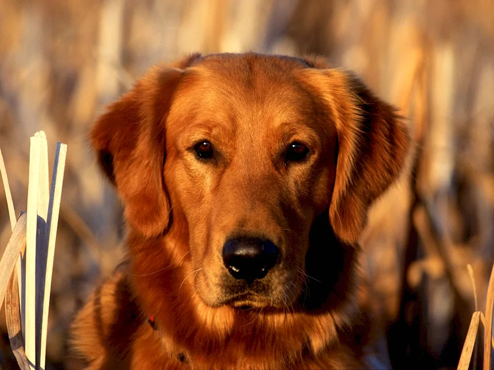 Tibetan Mastiff