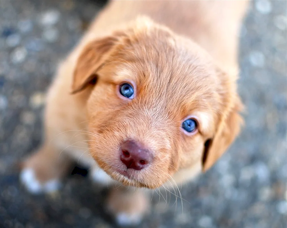 Labrador retriever red