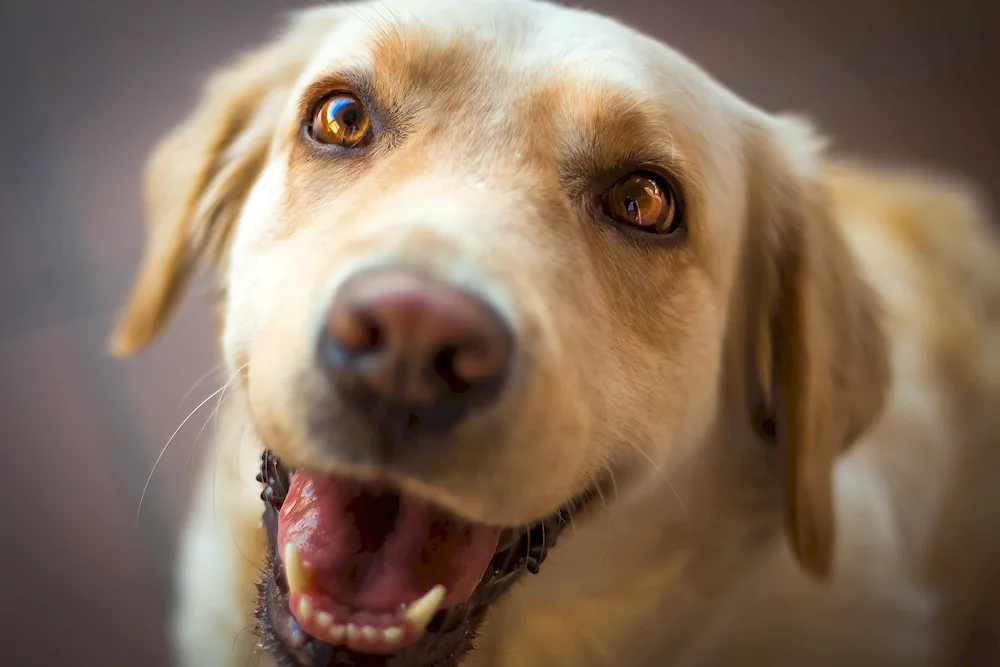 Labrador retriever red