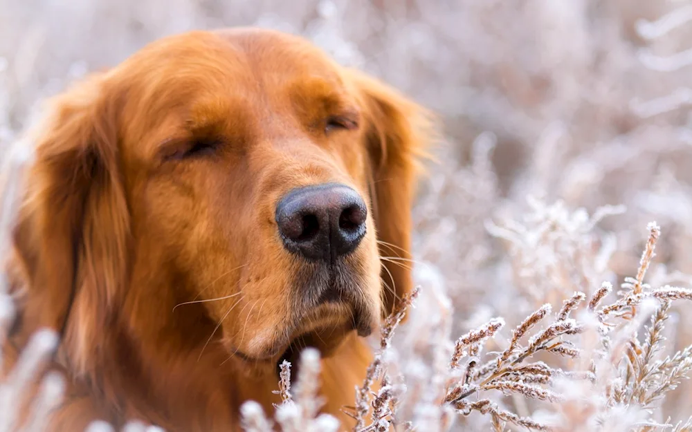 Labrador retriever red