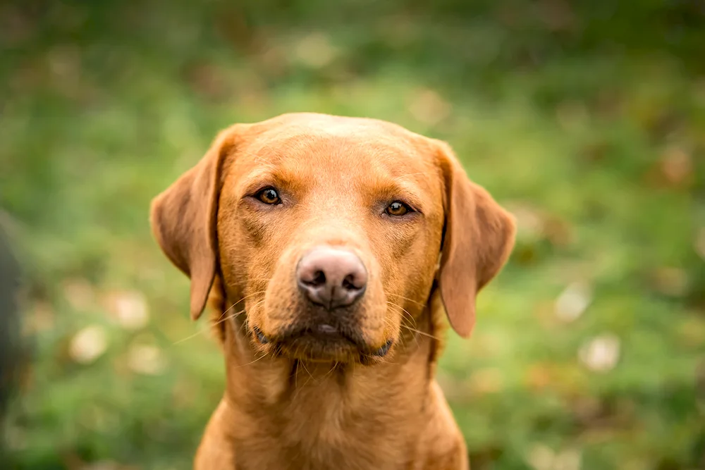 Labrador retriever red