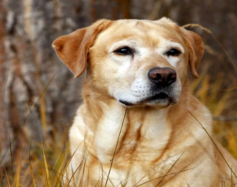 Labrador retriever red