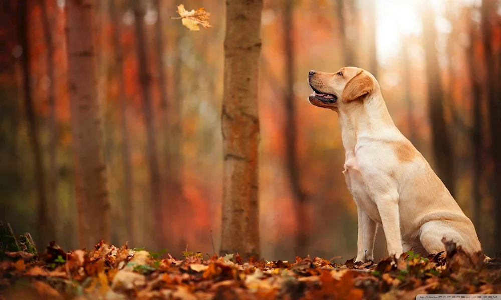 Labrador retriever