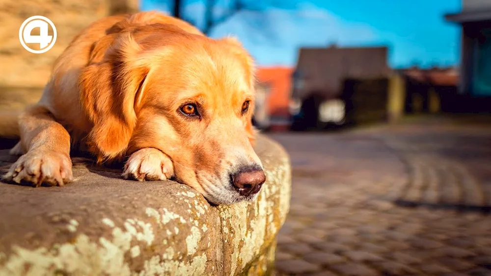 Non-breed dog mongrel red