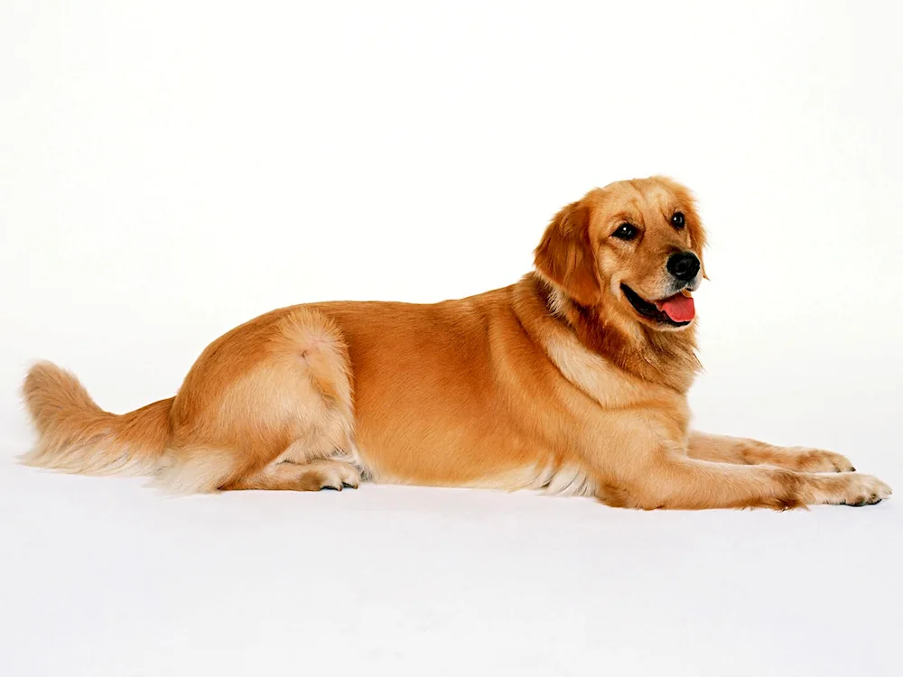 Labrador retriever red