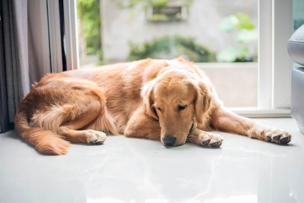 Labrador retriever pale