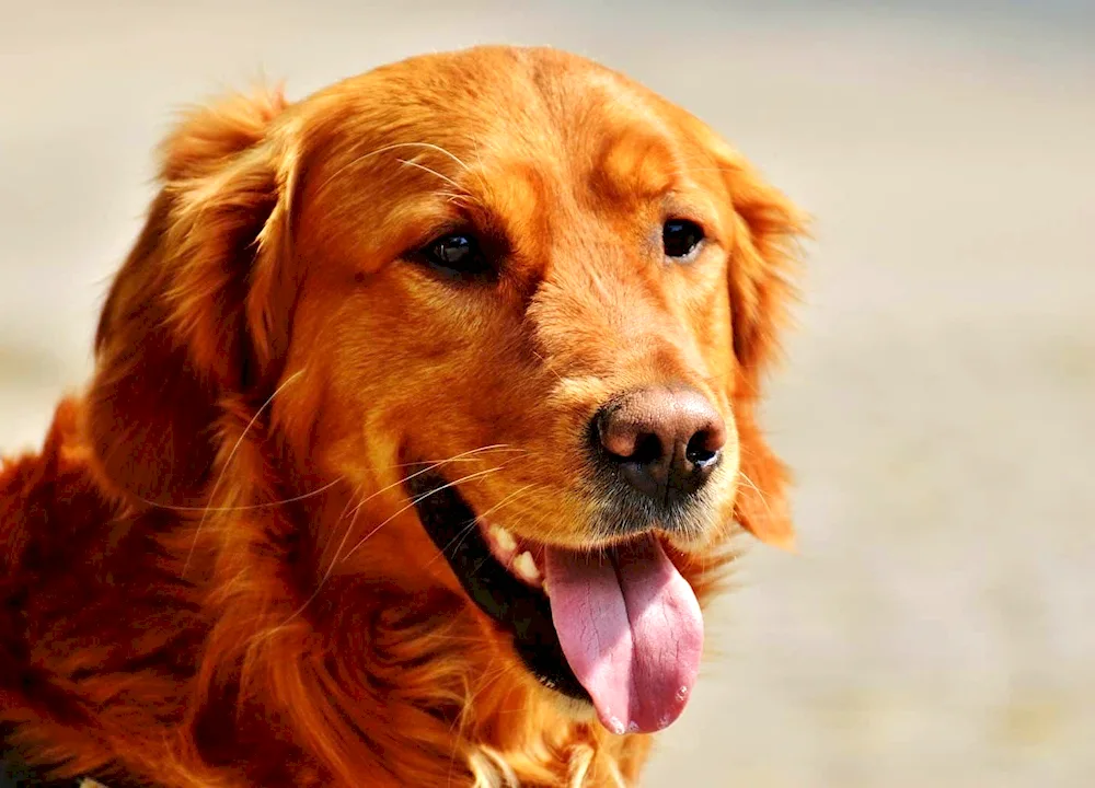 Labrador retriever red