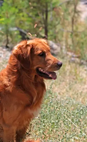 Labrador retriever red