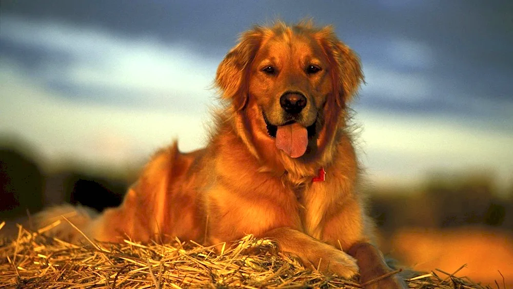 Labrador retriever golden dog