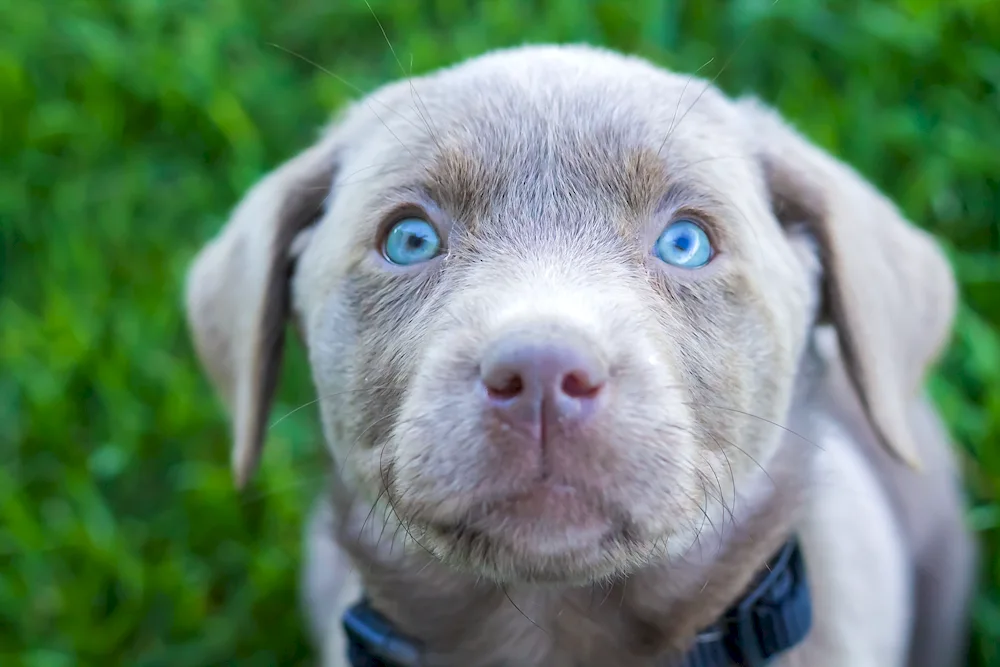 Labrador Retriever grey