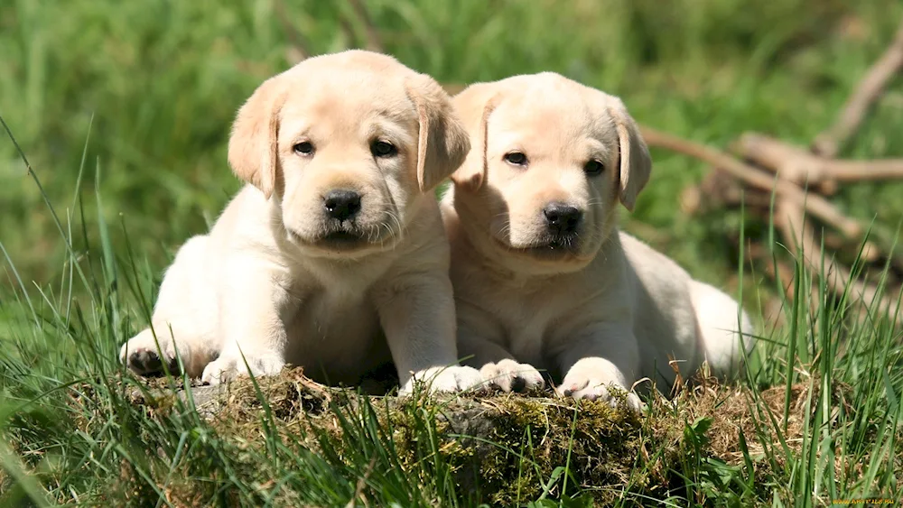 Labrador retriever puppy