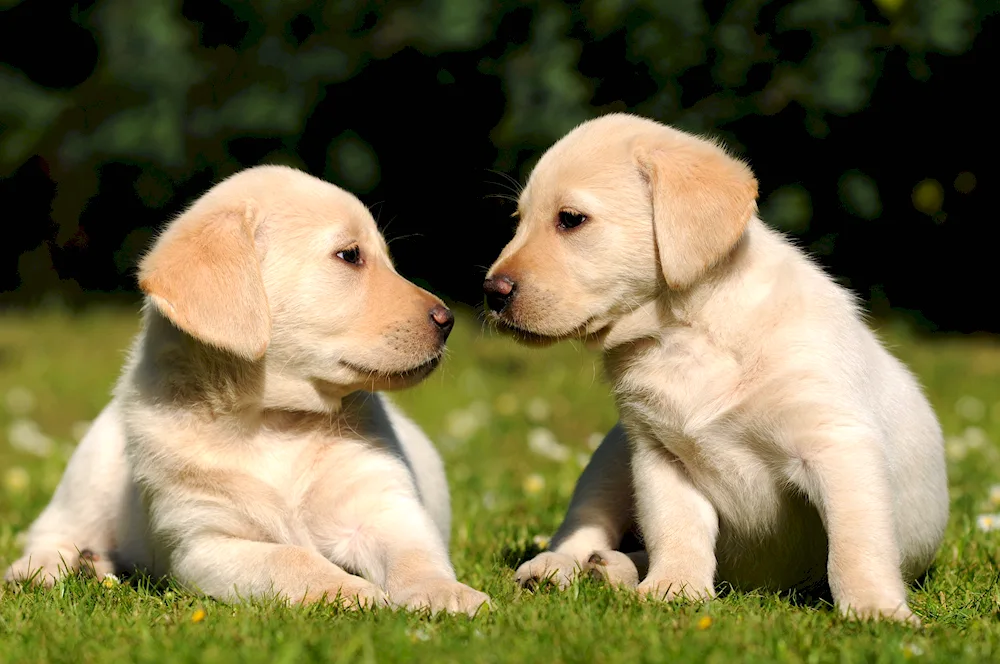 Labrador Retriever