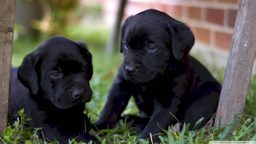 Labrador retriever puppy