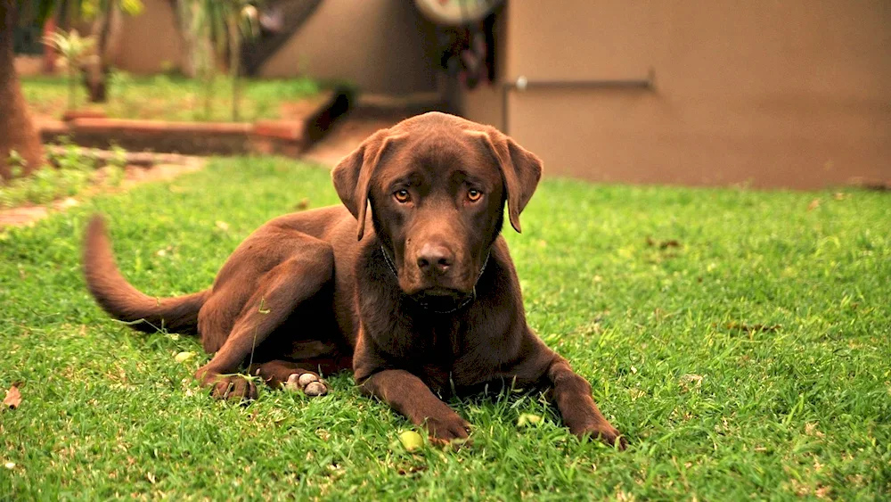 Chocolate Labrador Retriever