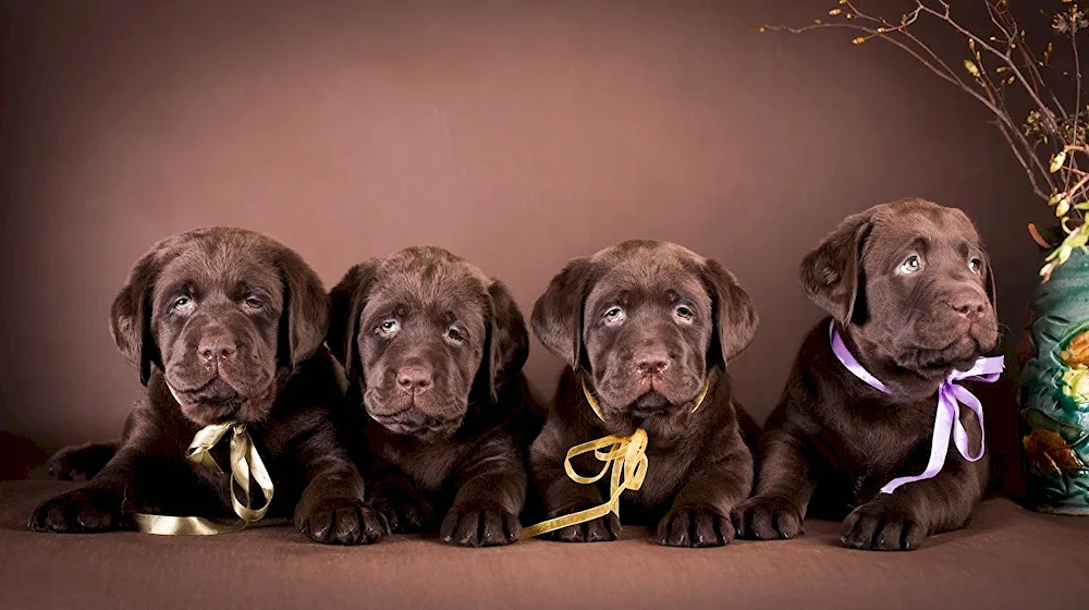 Chocolate Labrador Retriever