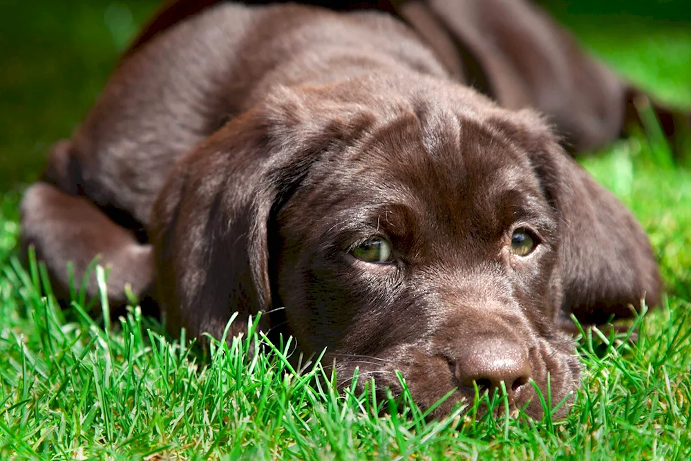 Chocolate Labrador Retriever