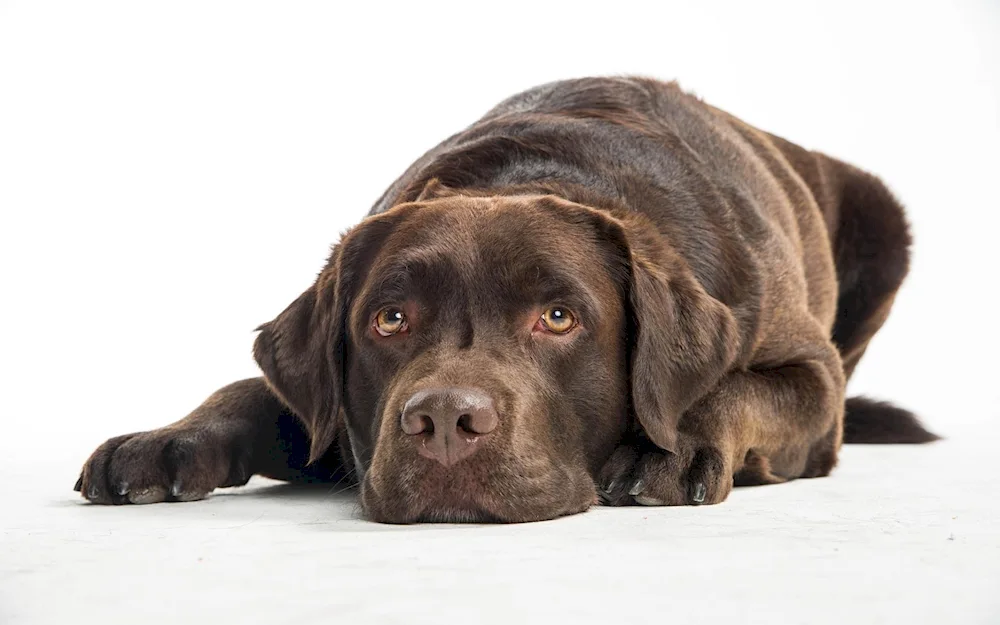 Chocolate Labrador