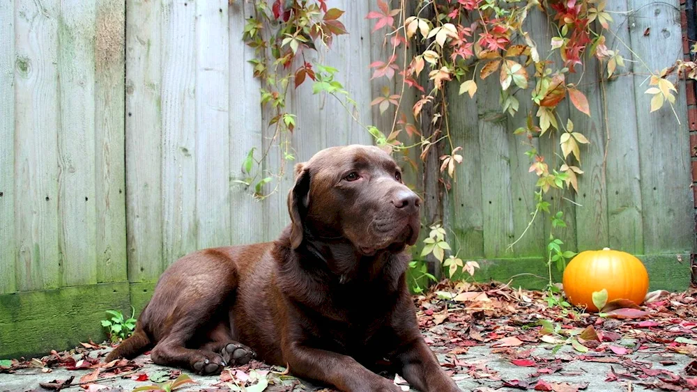 Labrador Retriever