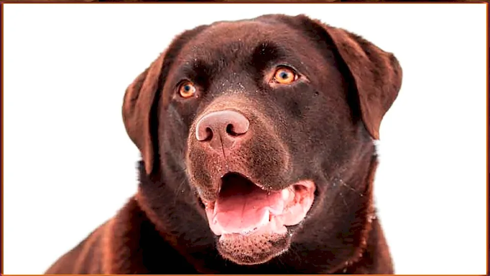 Chocolate Labrador