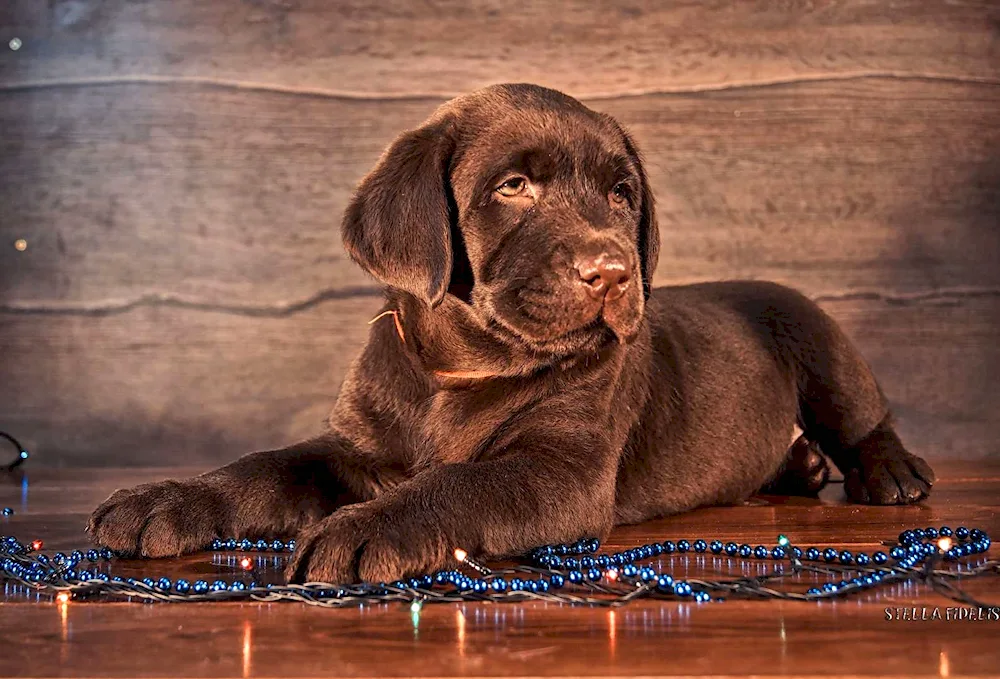 Chocolate Labrador