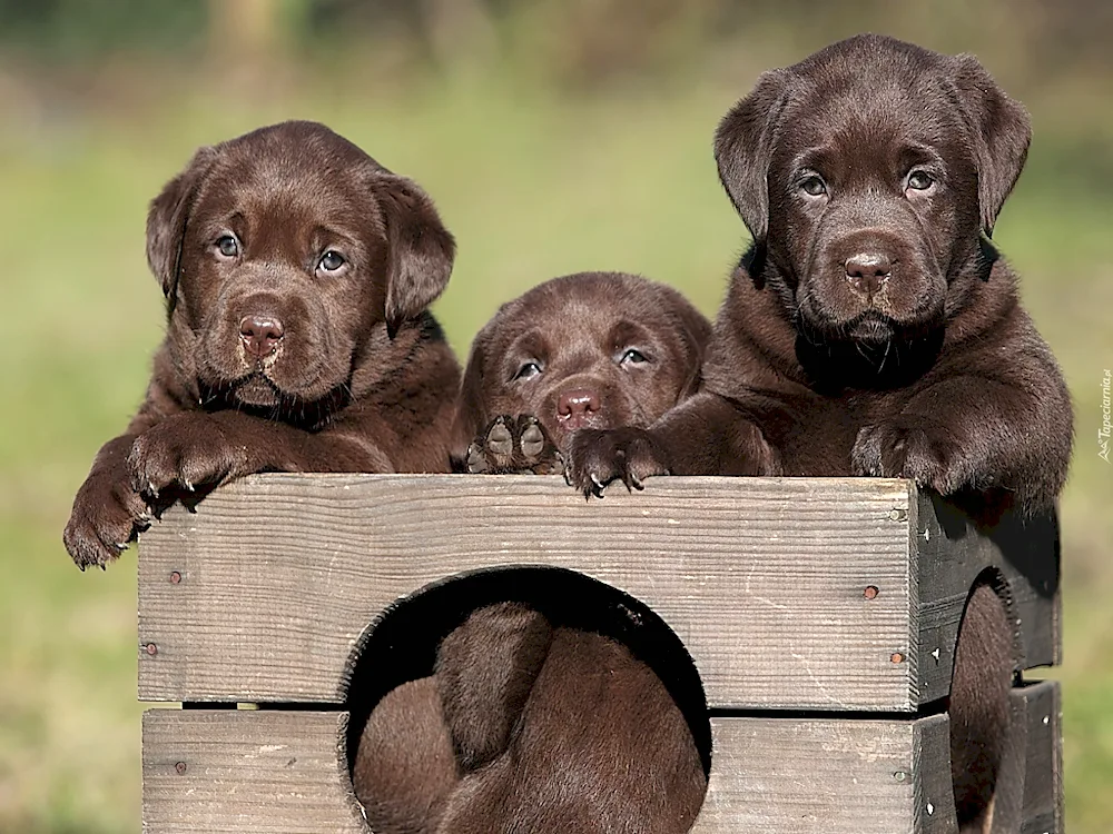 Chocolate Labrador