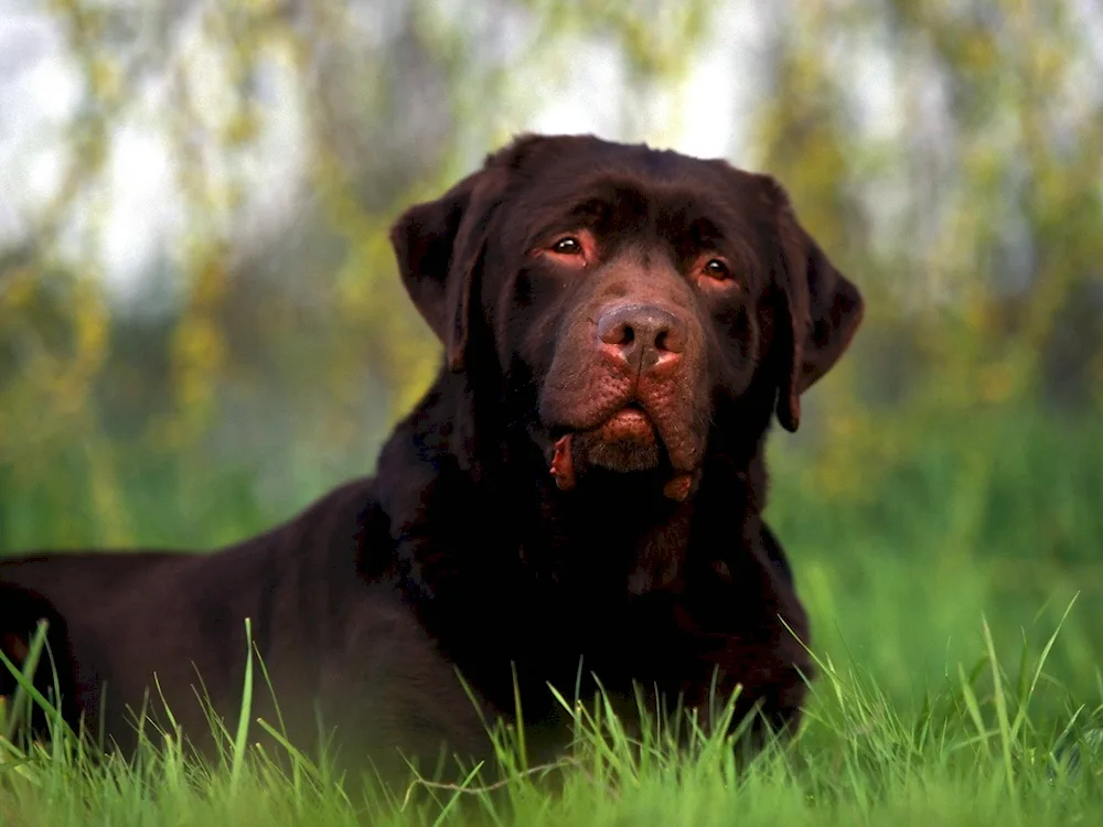 Chocolate Labrador