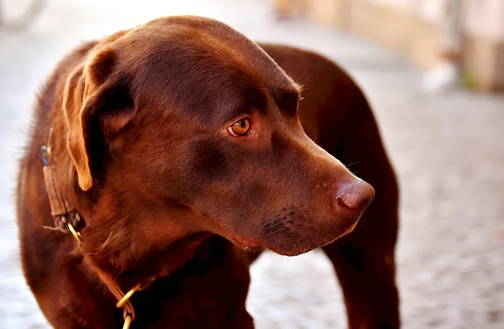 Labrador retriever chocolate