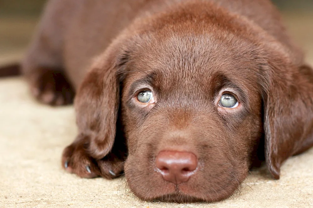 Labrador Retriever chocolate