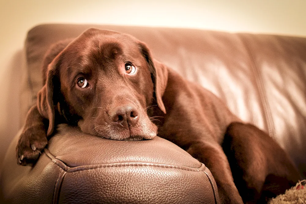 Labrador retriever