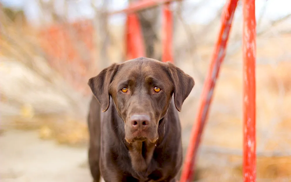 Labrador retriever