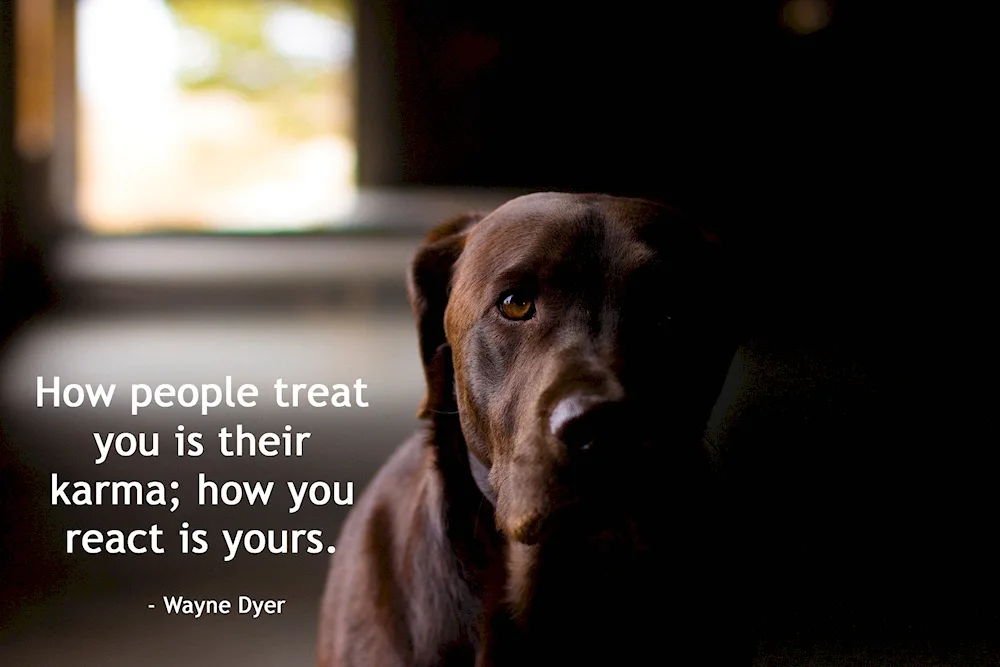 Chocolate Labrador Retriever