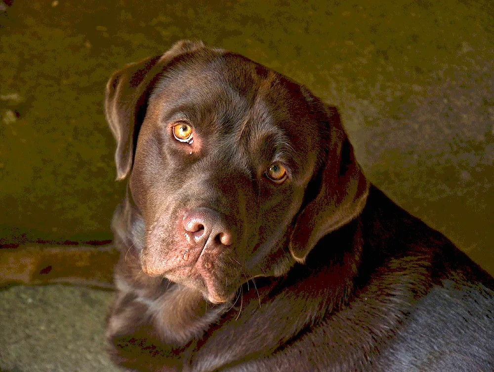 Chocolate Labrador Retriever