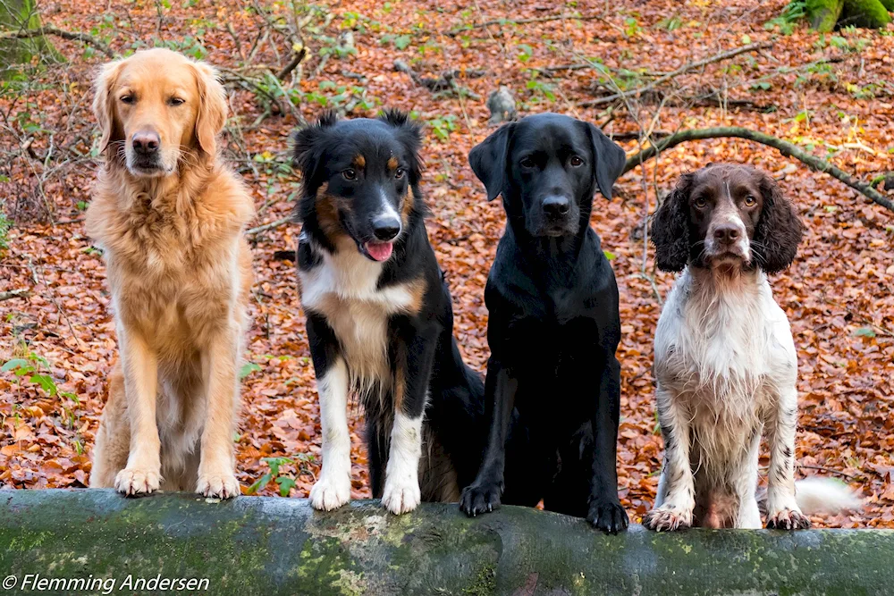 Labrador retriever spaniel