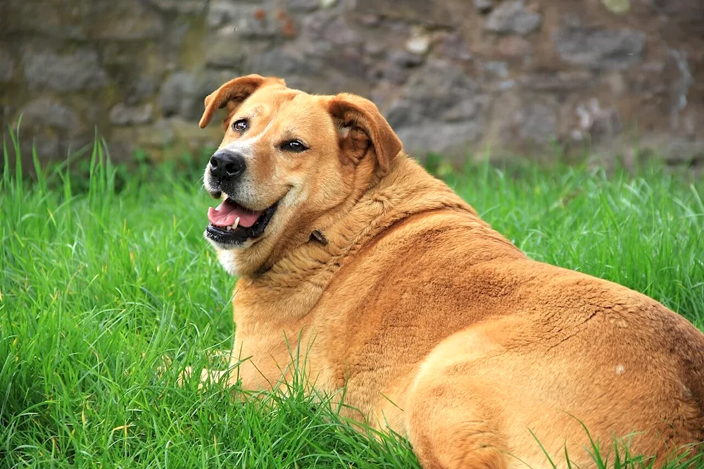 Labrador Retriever fat