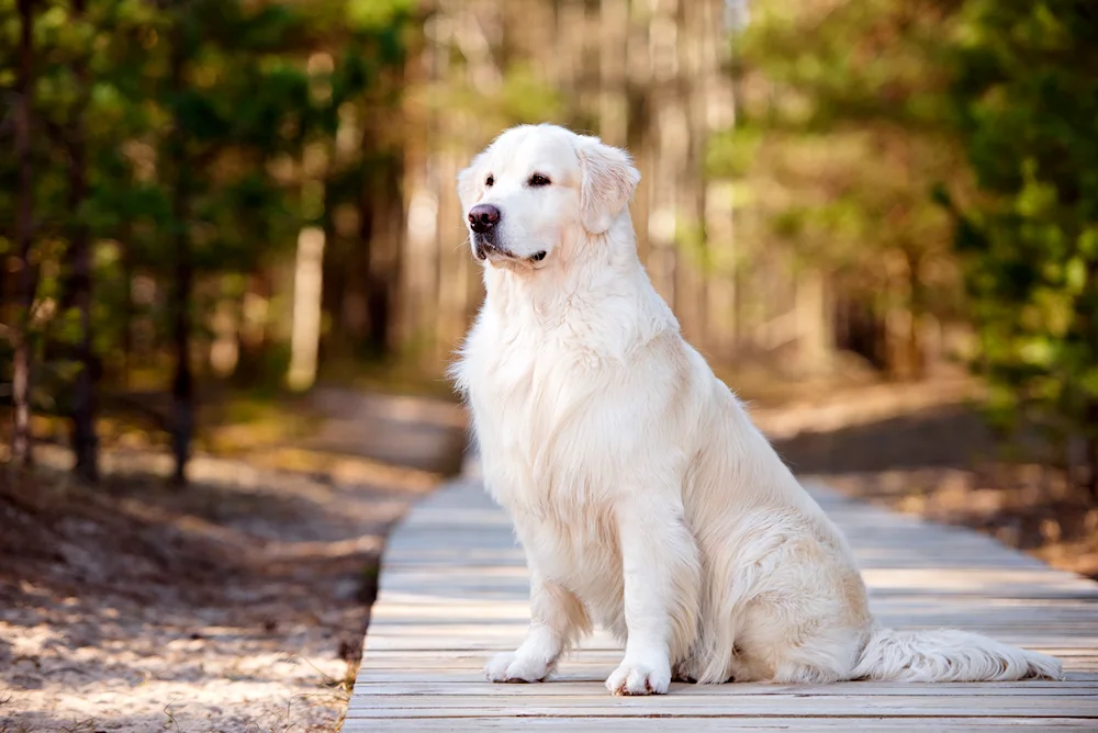 Samoyed husky