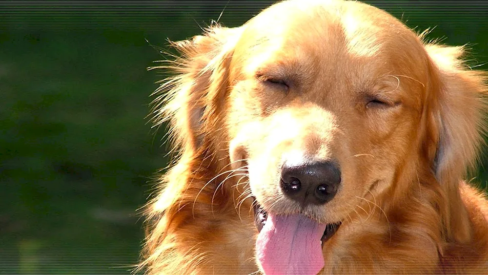 Golden poodle
