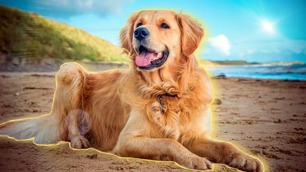 Labrador retriever dog