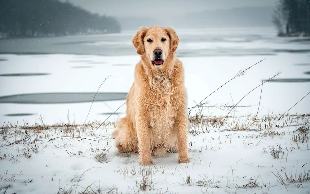 Labrador Retriever Red