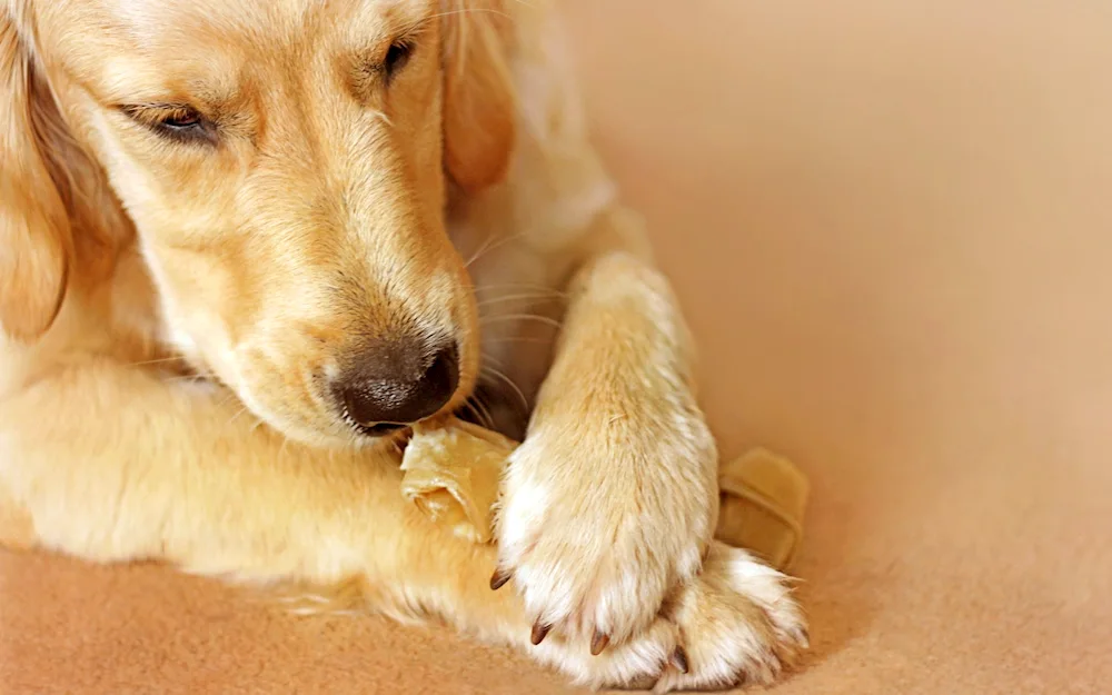 Labrador retriever golden