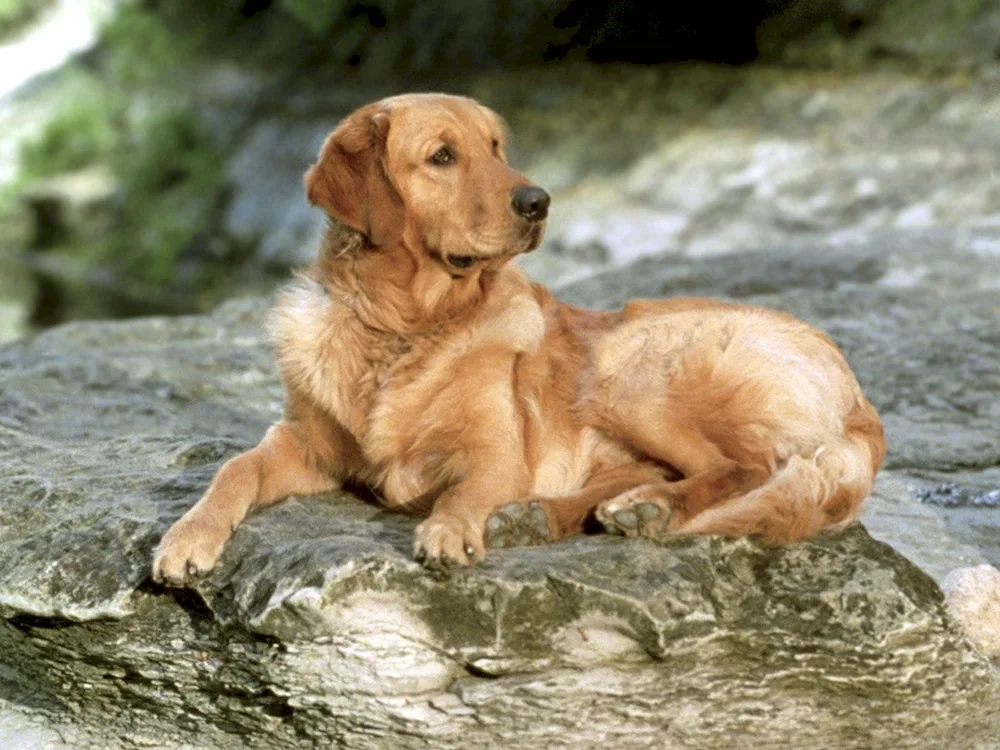 Labrador retriever golden