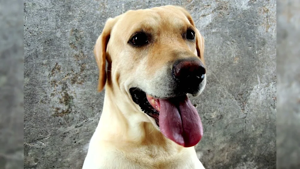 Labrador retriever golden shorthair